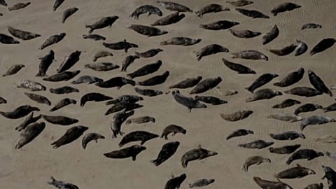 Seals colonies are increasing along France's northern coast