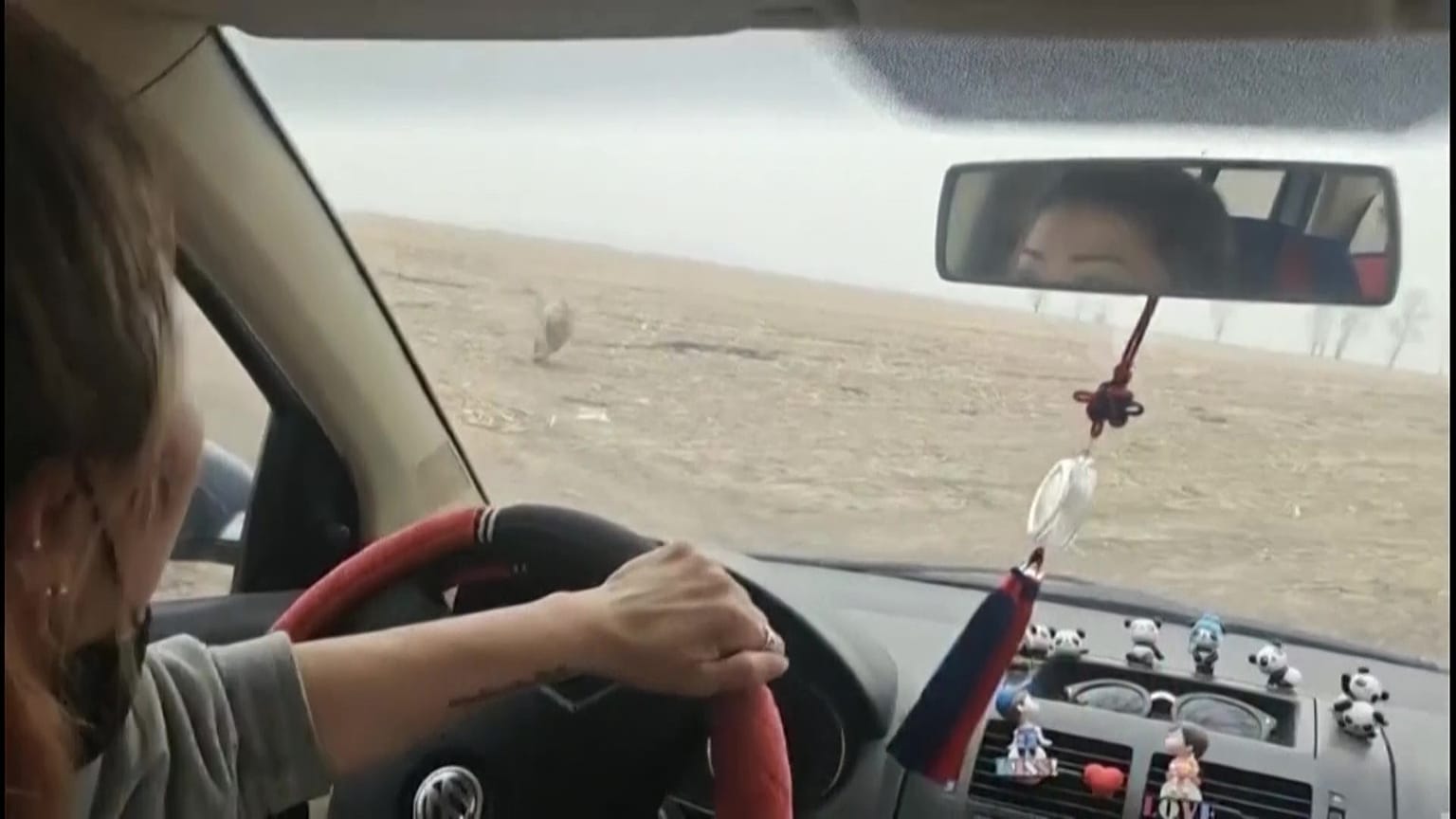 نمر سيبيري يهاجم سيارات في بلدة صينية