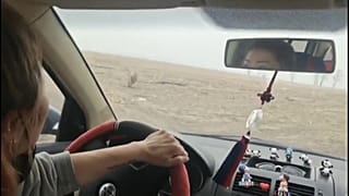 نمر سيبيري يهاجم سيارات في بلدة صينية