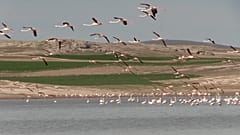 Türkei: Flamingos und die "Weinende Braut" locken Touristen an