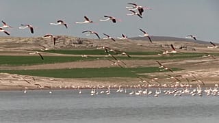 Türkei: Flamingos und die "Weinende Braut" locken Touristen an