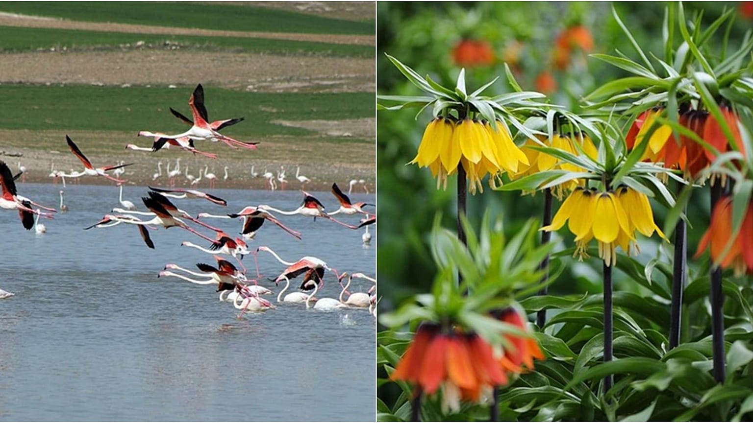 Tuz Gölü'ndeki flamingo kuşları ve Van'ın ünlü ters lale çiçekleri.