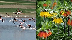 Tuz Gölü'ndeki flamingo kuşları ve Van'ın ünlü ters lale çiçekleri.