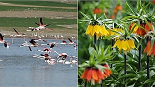 Tuz Gölü'ndeki flamingo kuşları ve Van'ın ünlü ters lale çiçekleri.
