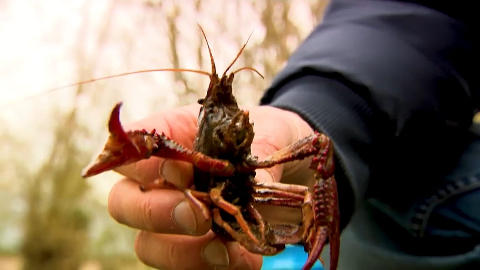 Flusskrebs, der ursprünglich aus Louisiana in den USA stammt.
