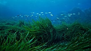 Seagrass is being planted in Plymouth