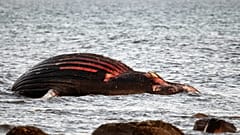 El cadáver de la ballena lleva varado cerca del sureste de Öland desde la semana pasada. 