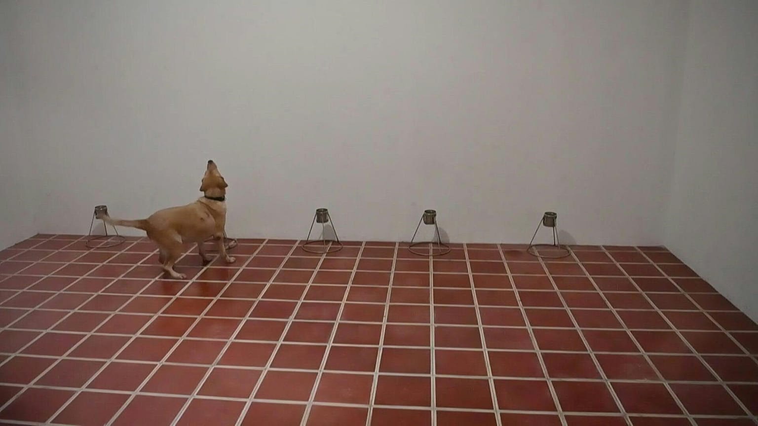 These good boys are using their noses in the battle against Covid-19
