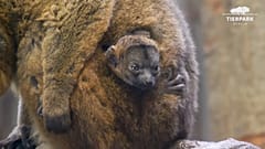 Collared lemur named Elodie and her newborn baby