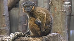 Naissance d'un lémurien au zoo de Berlin