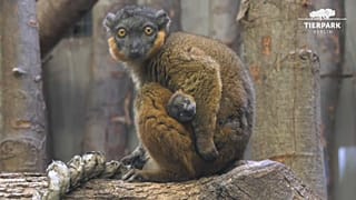 Naissance d'un lémurien au zoo de Berlin