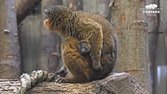 Captura de imagen del Lemur.