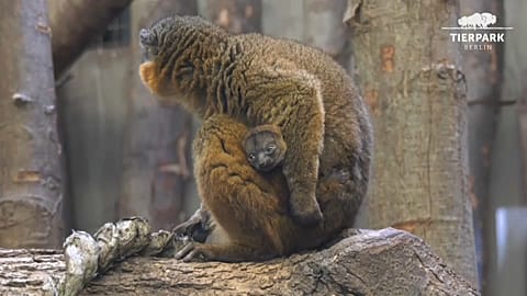 Captura de imagen del Lemur.