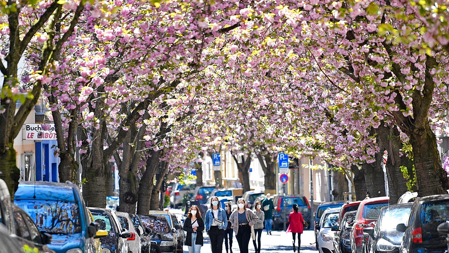 Blühende Bäume in Bonn