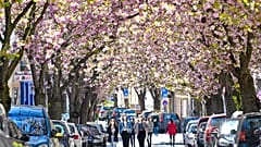 Blühende Bäume in Bonn