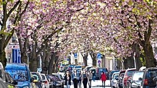 Blühende Bäume in Bonn