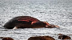 il cadavere della balena arenato da una settimana sull'isola di Öland
