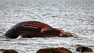 il cadavere della balena arenato da una settimana sull'isola di Öland