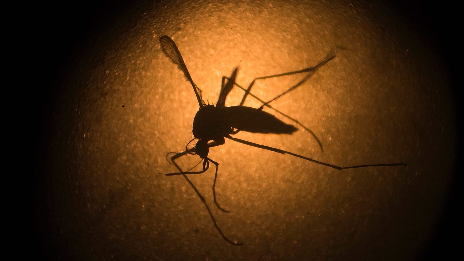 Hastalıklara yol açan virüsleri taşıyan Aedes aegypti