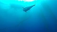 un thon en méditerranée