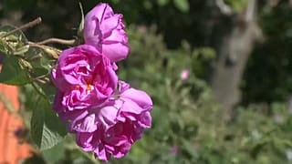 Une fleur de la Vallée des roses au Maroc
