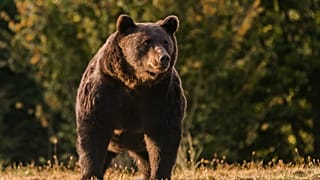 In this October 2019 handout photo provided by NGO Agent Green, Arthur, a 17-year-old bear, is seen in the Covasna county, Romania.