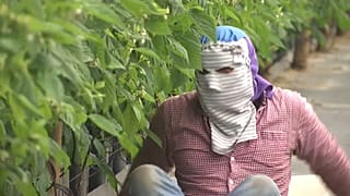 Un trabajador extranjero en un invernadero de Odemira, Portugal