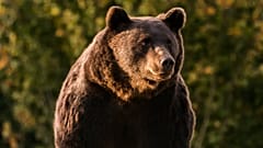 Arthur, a 17 éves barnamedve 2019 októberében