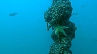 Receivers have been deployed across the seabed to track fish movement