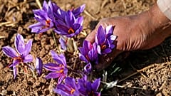 پرورش زعفران در ایران