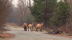 Przewalski’s horses in Chernobyl.
