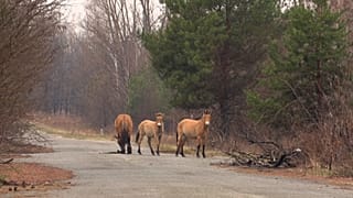 Przewalski’s horses in Chernobyl.
