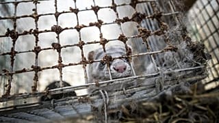 Δανία: Οι αρχές ξεθάβουν εκατομμύρια μινκ