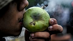 عشاق القنب في كولومبيا 