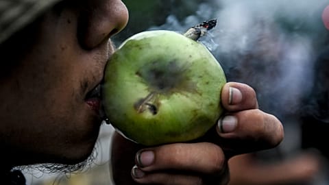 عشاق القنب في كولومبيا 
