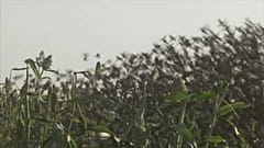 Перелетные птицы уничтожают урожай