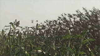Перелетные птицы уничтожают урожай