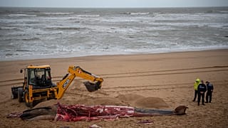 جثة حوت جرفته الأمواج على ساحل لاندز جنوب غرب فرنسا