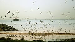 الشاطئ اللبناني شمال العاصمة بيروت