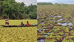 Lake Ossa, Cameroon