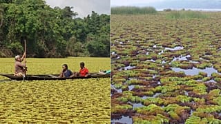Lake Ossa, Cameroon