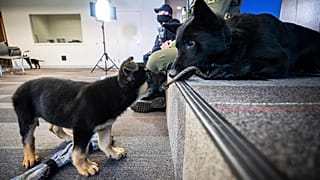 El tráfico ilegal de mascotas en la Unión Europea ha crecido con la pandemia
