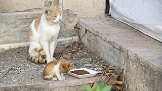 Kedi