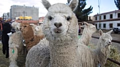 Lama 