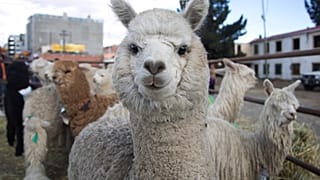 Lama 