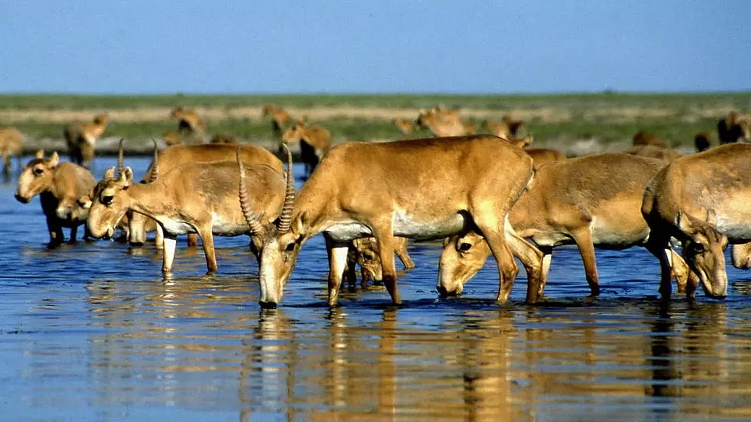 Sayga antilopu