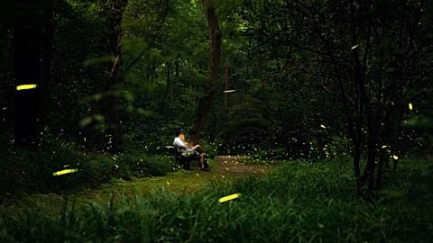 The chemical reaction in fireflies has inspired a new portal bioluminescent device.
