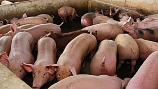 تحقیق دانشمندان ژاپنی درباره تنفس پستانداران از راه مقعد