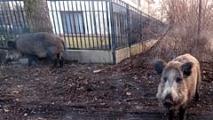 ILLUSTRATION & FILE photo: March 25, 2018, wild boar near houses in Lomianki county on Warsaw outskirts