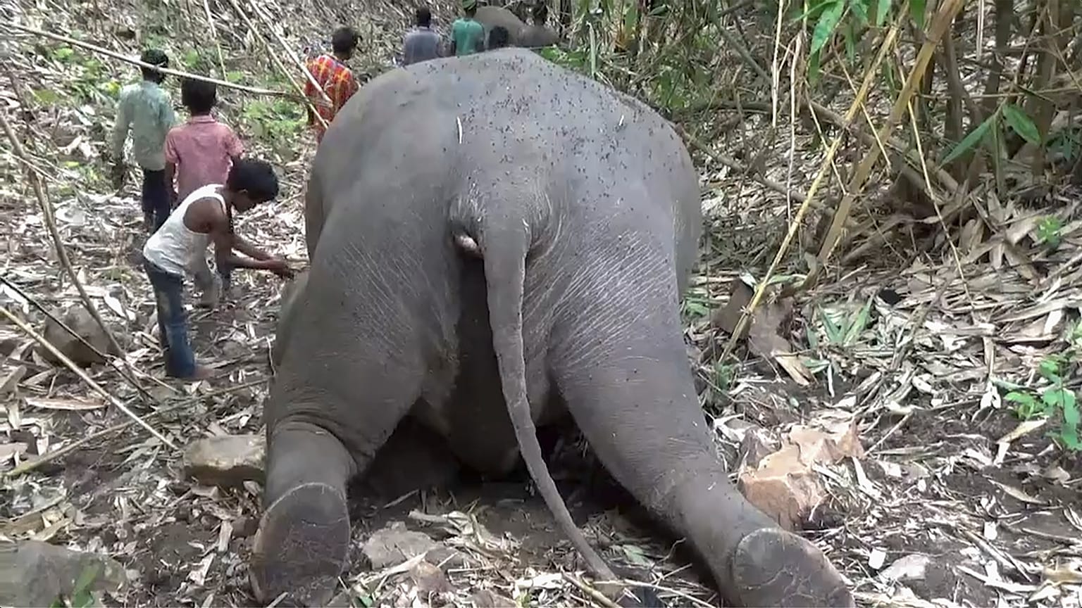 This frame grab from video provided by KK Productions shows an Indian village boy paying